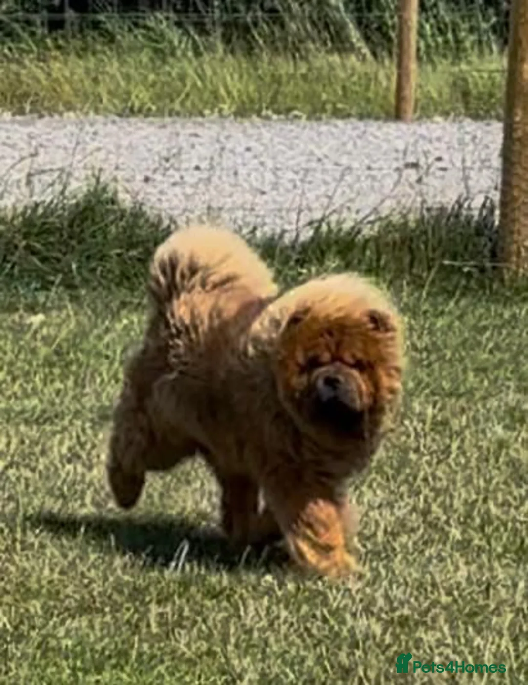 Chow Chow dogs for sale: KC Reg Red Chow Chow Boy in High Wycombe - Advert 10
