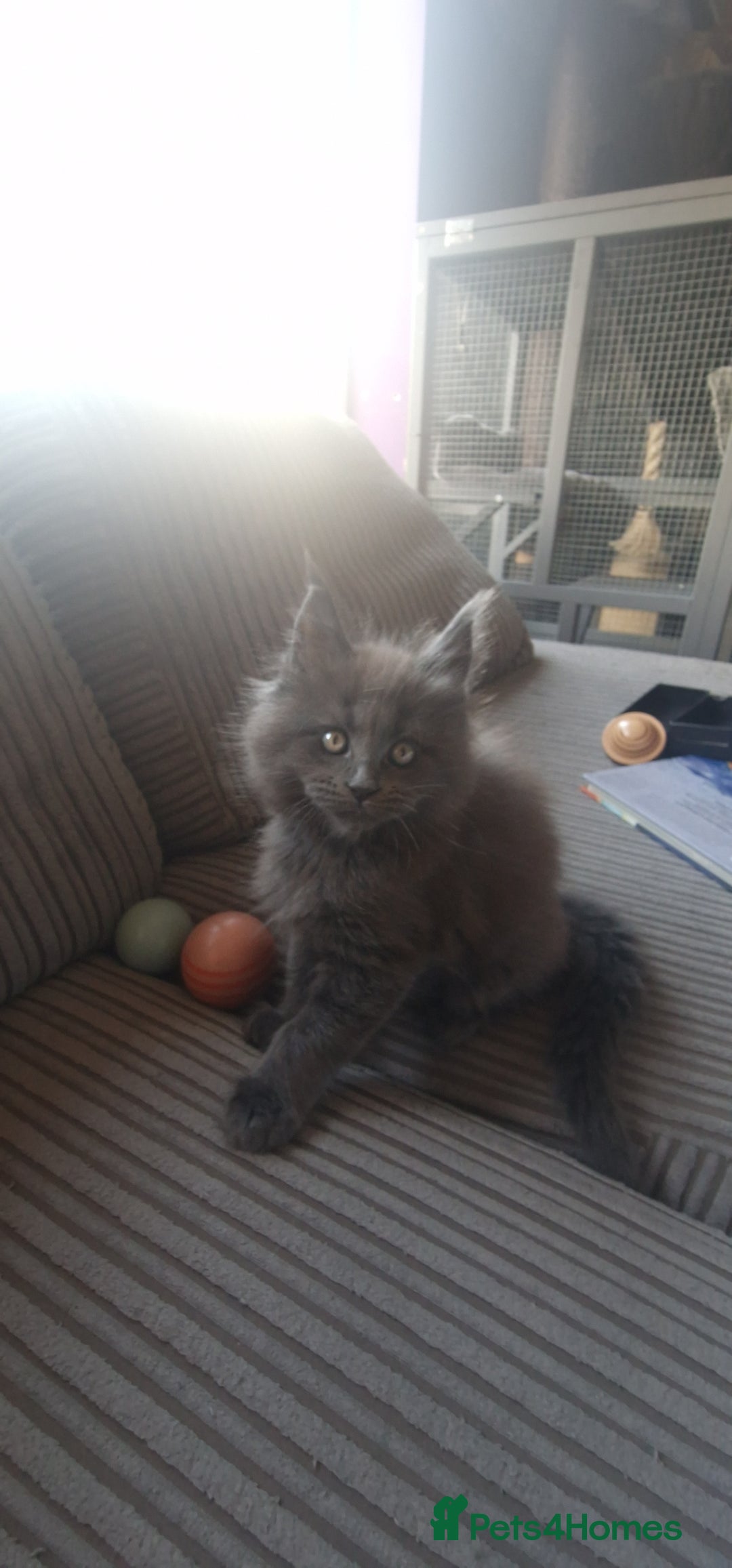 Maine Coon cats for sale: Blue Smoke Pure Breed Maine Coon Kittens Available - Advert 4