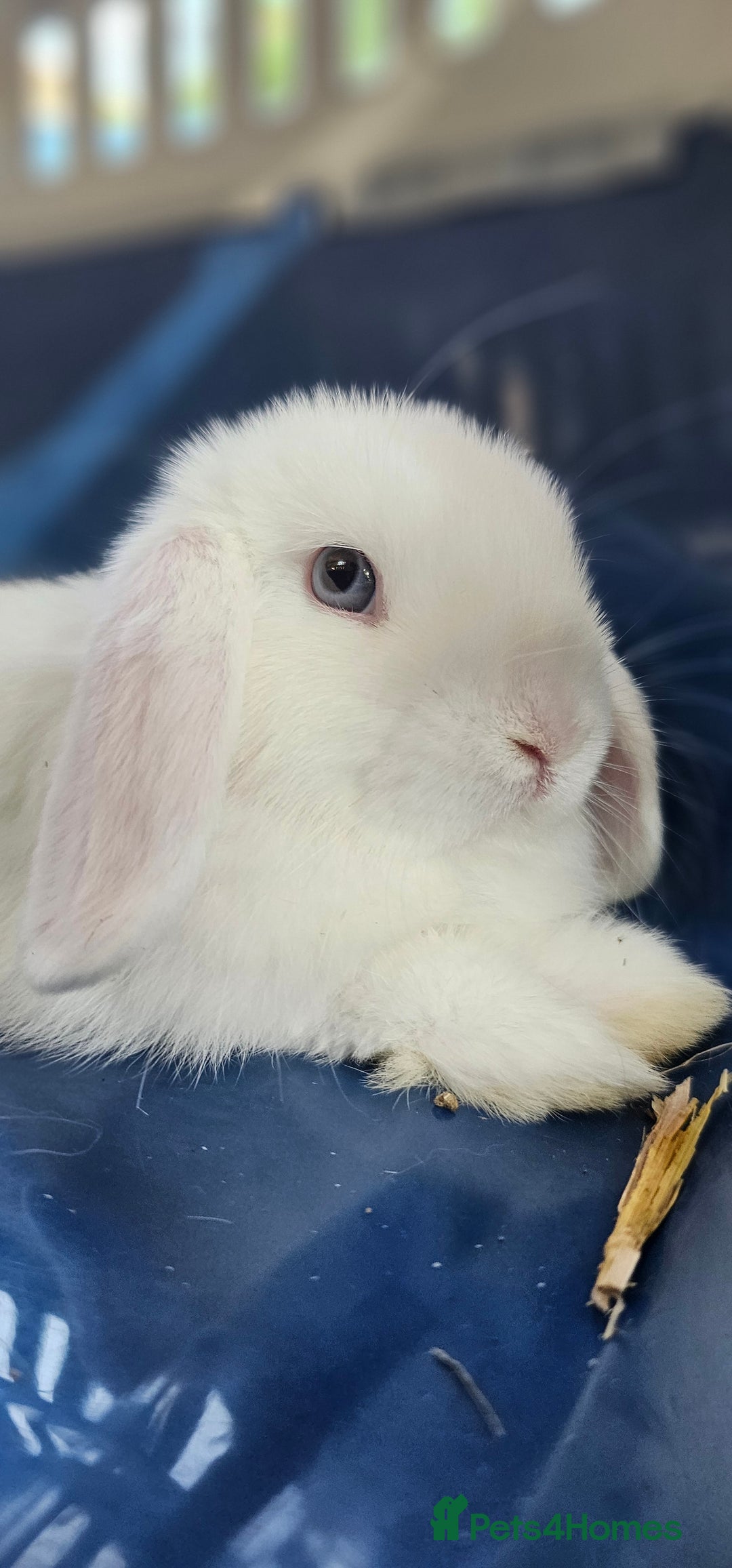 Mini Lop rabbits for sale: Baby mini lop rabbits - Image 13