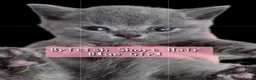 British Shorthair cats for sale: 5* GCCF Registered British Short Hair Kittens - Advert 13