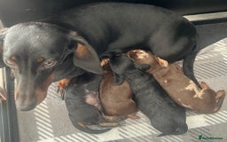 Miniature Dachshund dogs for sale: Miniature Dachshund Pups  - Image 9