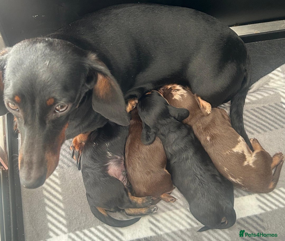 Miniature Dachshund dogs for sale: Miniature Dachshund Pups  - Image 9