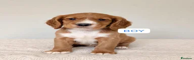Cocker Spaniel 2