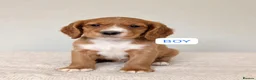 Cocker Spaniel dogs for sale: Health tested fox red cocker spaniel pups  - Advert 6