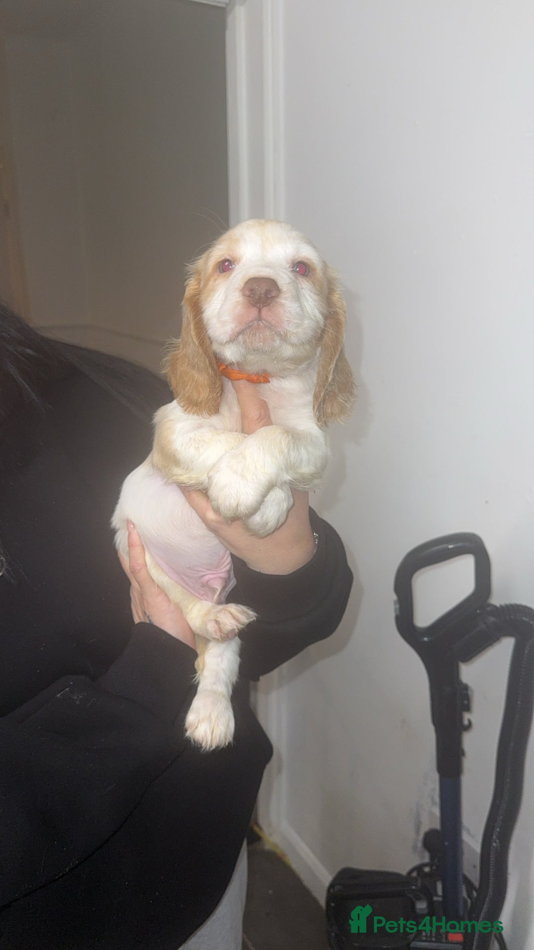 Cocker Spaniel dogs for sale: REDUCED💵cocker spaniel puppies 🩷💙 - Advert 18