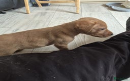 Labrador Retriever dogs for sale: Top quality KC registered labrador pups  - Image 12