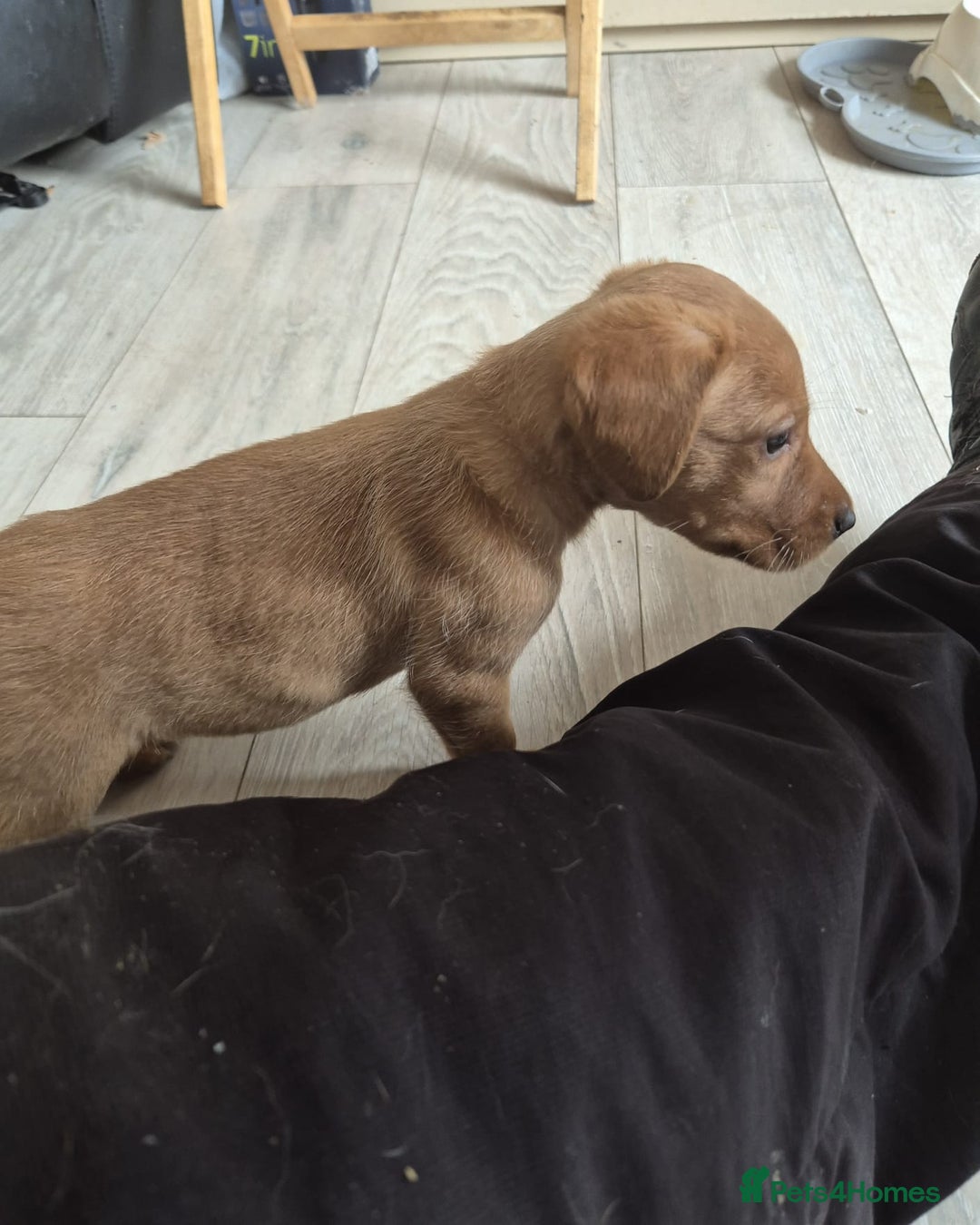 Labrador Retriever dogs for sale: Top quality KC registered labrador pups  - Image 12