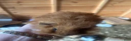 Guinea Pig rodents for sale: male longhaired Guineapigs  - Advert 15