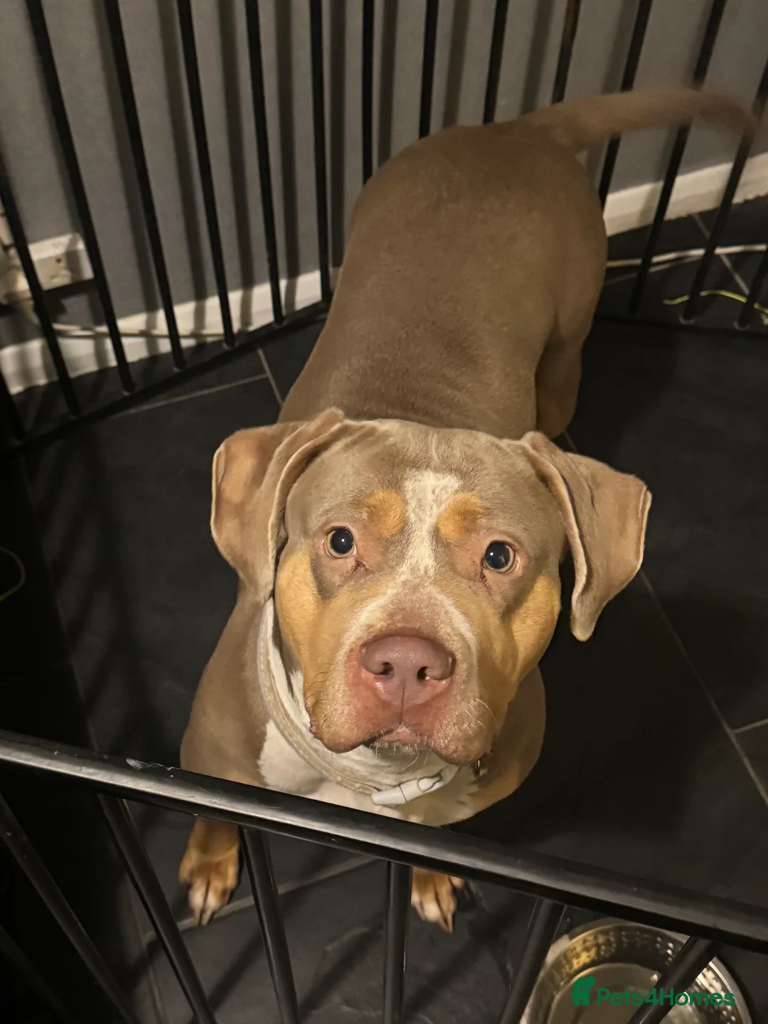 Mixed Breed dogs for sale: £0 mixed breed - Advert 1