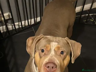 Mixed Breed dogs £0 mixed breed - Advert 1