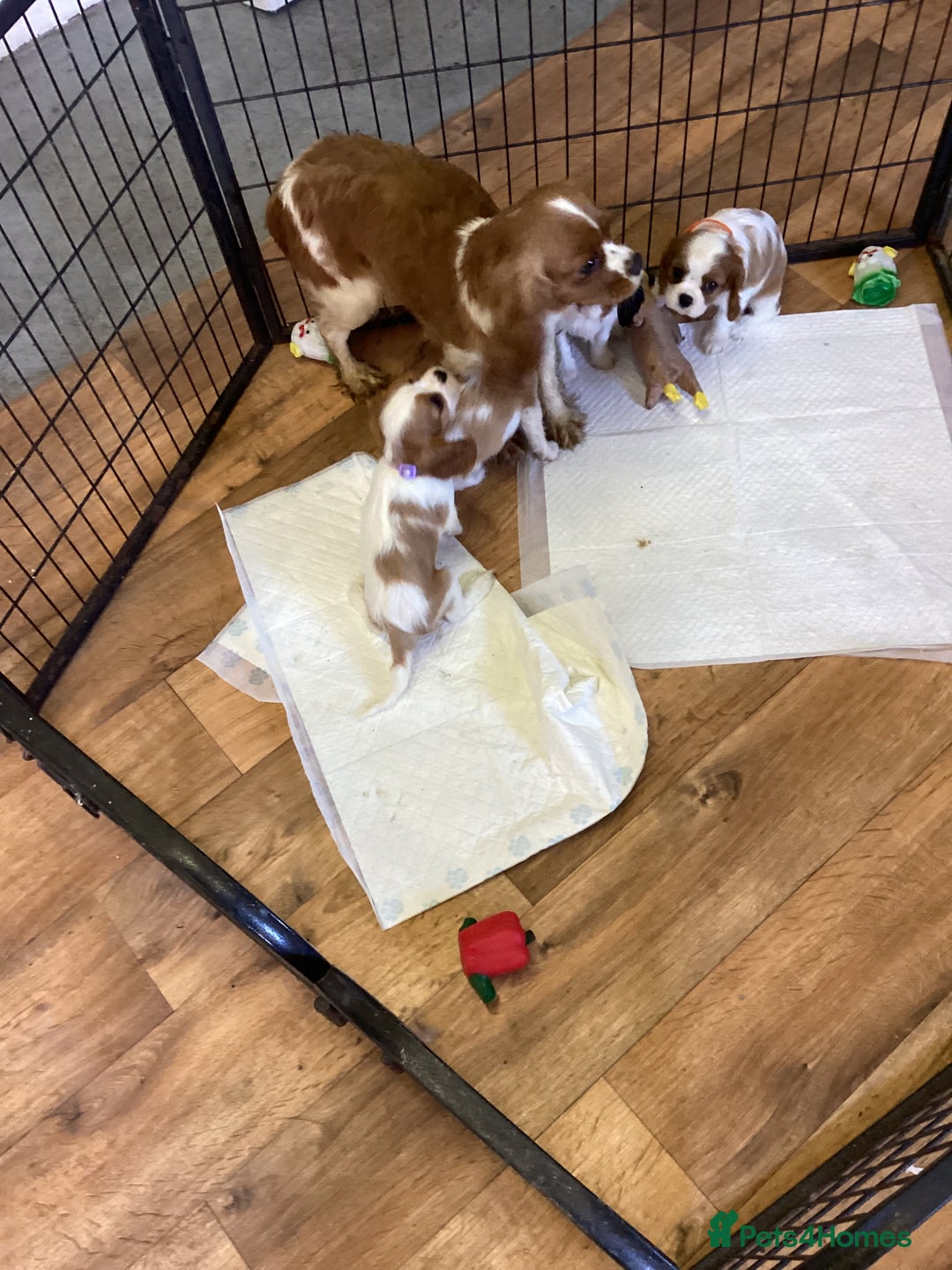 Cavalier King Charles Spaniel dogs for sale: Cavalier King Charles  - Image 5