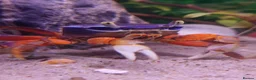 Other/Mixed Breed fish for sale: Full Aquatic Stocklist Manchester Pet's & Aquatics - Advert 29