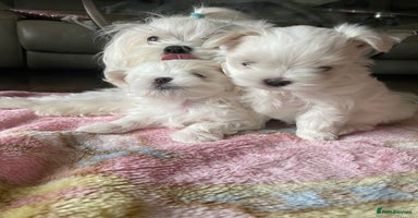 Maltese dogs - Advert 9