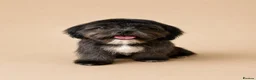 Shih Tzu dogs for sale: Stunning pure bred Shih Tzu puppies - Advert 4