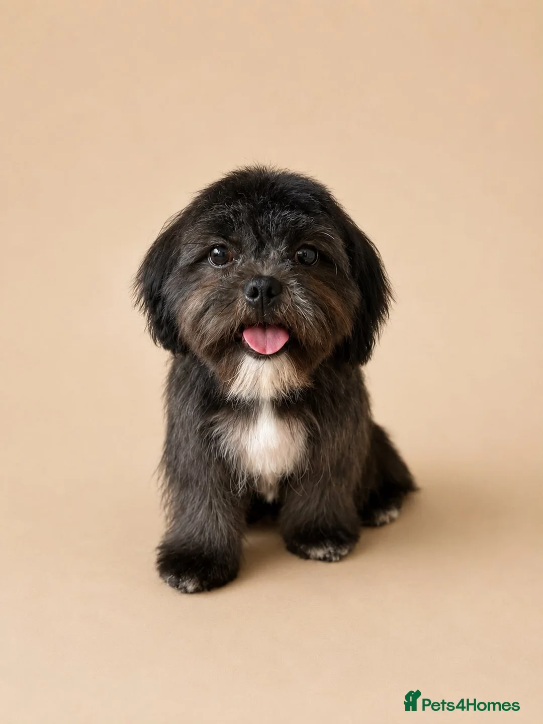 Shih Tzu dogs for sale: Stunning pure bred Shih Tzu puppies - Advert 4