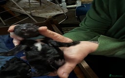 Cocker Spaniel dogs for sale: 🐾 Adorable Cocker Spaniel Puppies - Ready Soon!🐾 - Advert 7