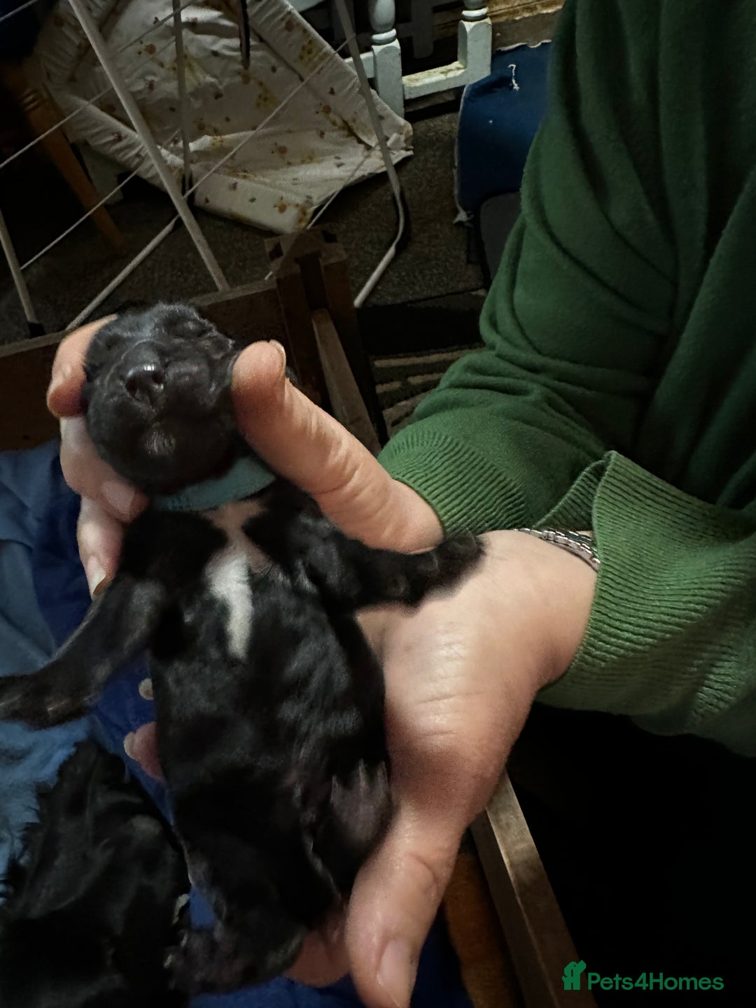 Cocker Spaniel dogs for sale: 🐾 Adorable Cocker Spaniel Puppies - Ready Soon!🐾 - Advert 7