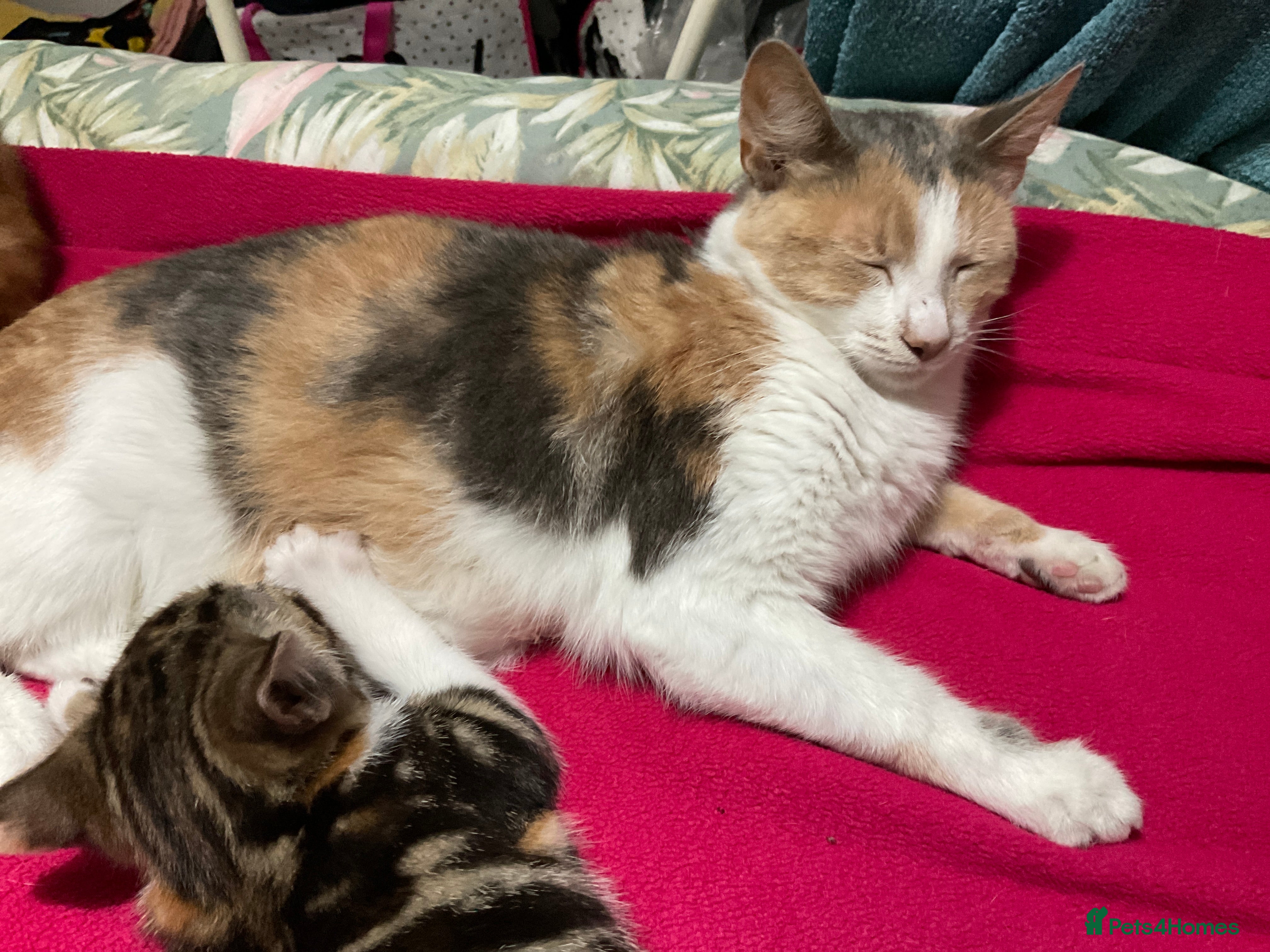 Domestic Shorthair cats Gorgeous kittens, ready now - Advert 15