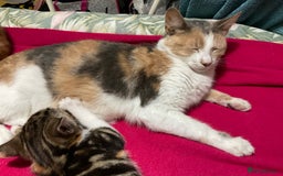 Domestic Shorthair cats for sale: Gorgeous kittens, ready now - Advert 1