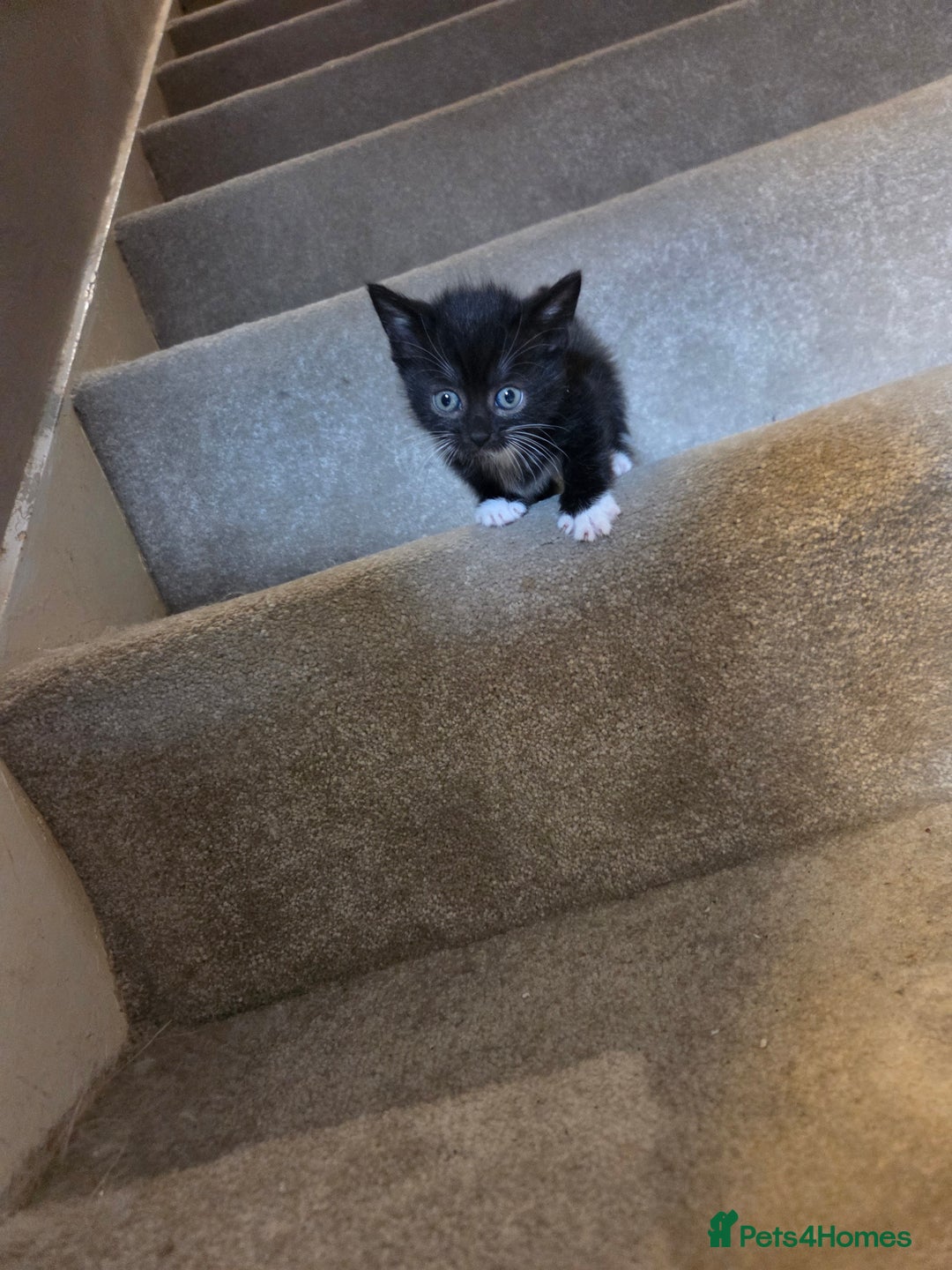 Mixed Breed cats for sale: Beautiful mixed breed littler  - Image 3