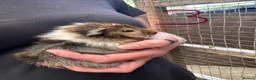 Guinea Pig rodents for sale: Boys and girls baby guinea pigs  - Advert 6