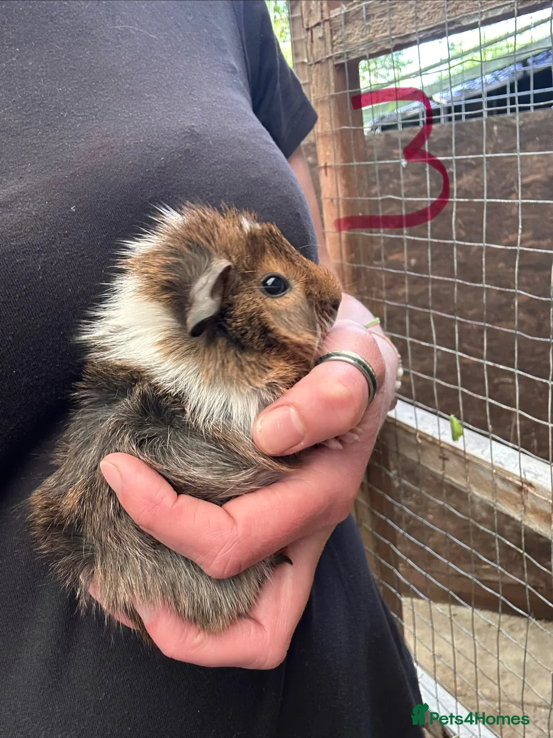 Guinea Pig rodents for sale: Boys and girls baby guinea pigs  - Advert 6