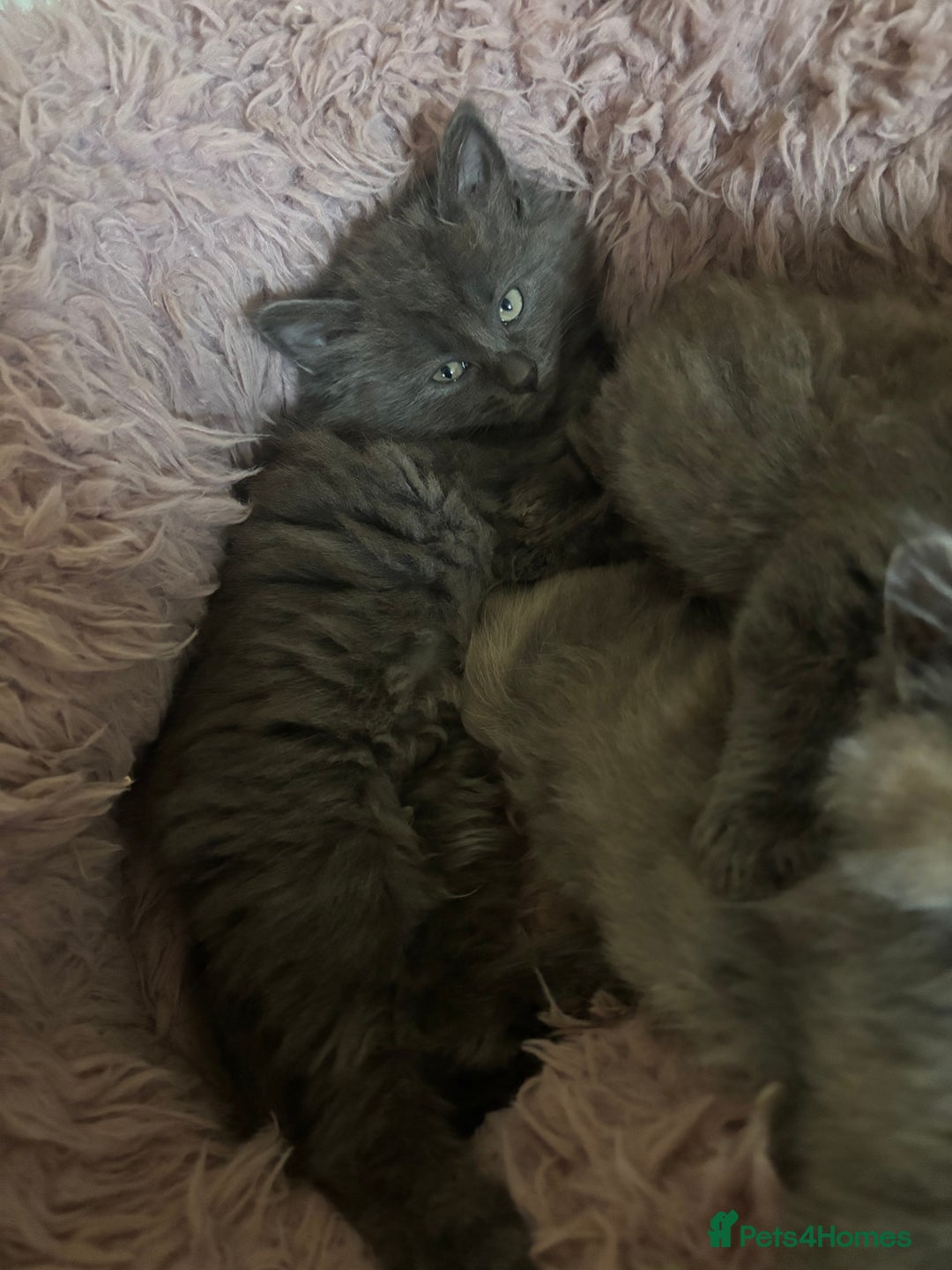Mixed Breed cats for sale: Fluffy Turkish Angora mixed breed kittens  - Image 10