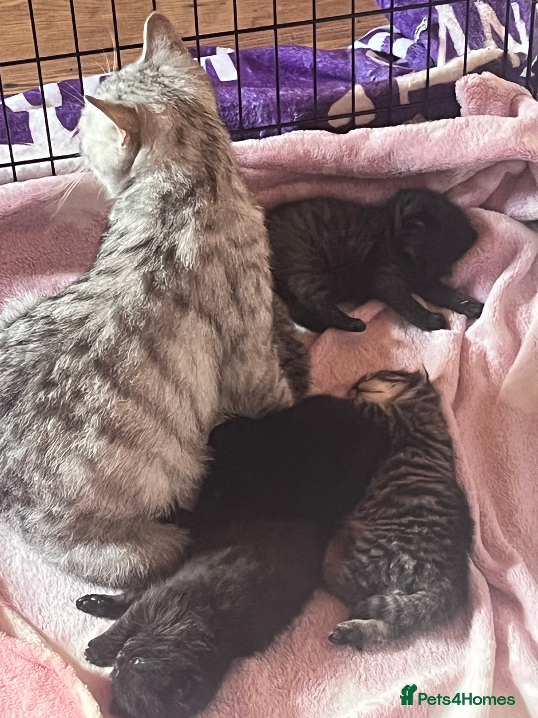 British Shorthair cats for sale: Two beautiful girl cats mum grey short haired  - Image 7