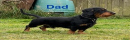 Dachshund dogs for sale: Gorgeous Standard wire haired & smooth Dachshunds - Advert 38