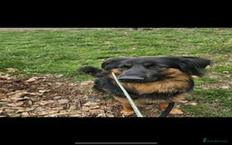 Mixed Breed dogs for sale: Labernese puppies. 5 boys available.  - Advert 3