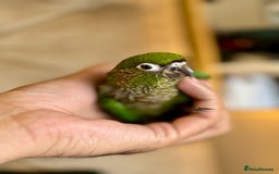 Parrots birds for sale: Adorable Hand-Reared Baby Conures – 10 Weeks Old - Image 3
