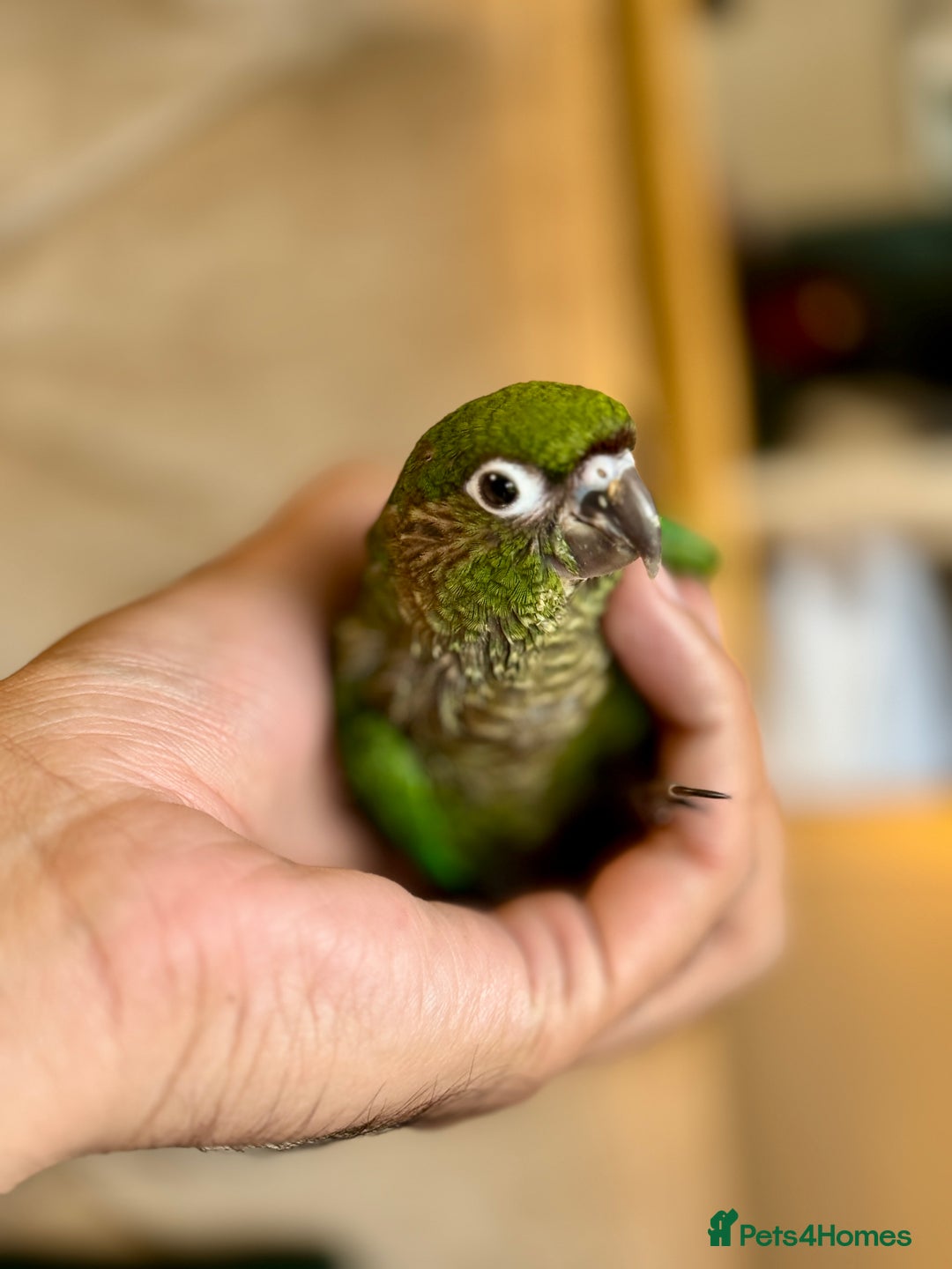 Parrots birds for sale: Adorable Hand-Reared Baby Conures – 10 Weeks Old - Image 3