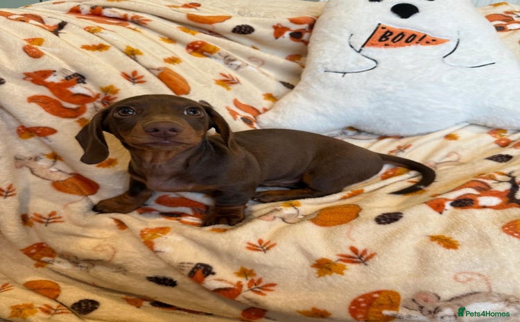 Dachshund dogs - Advert 4
