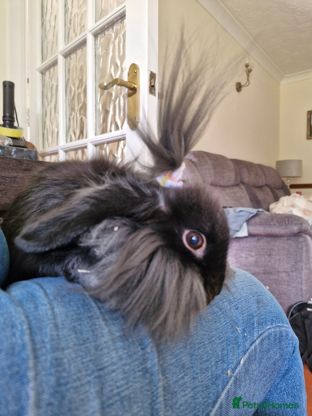 Lionhead rabbits for sale: Male bunny looking for his new home  - Image 4