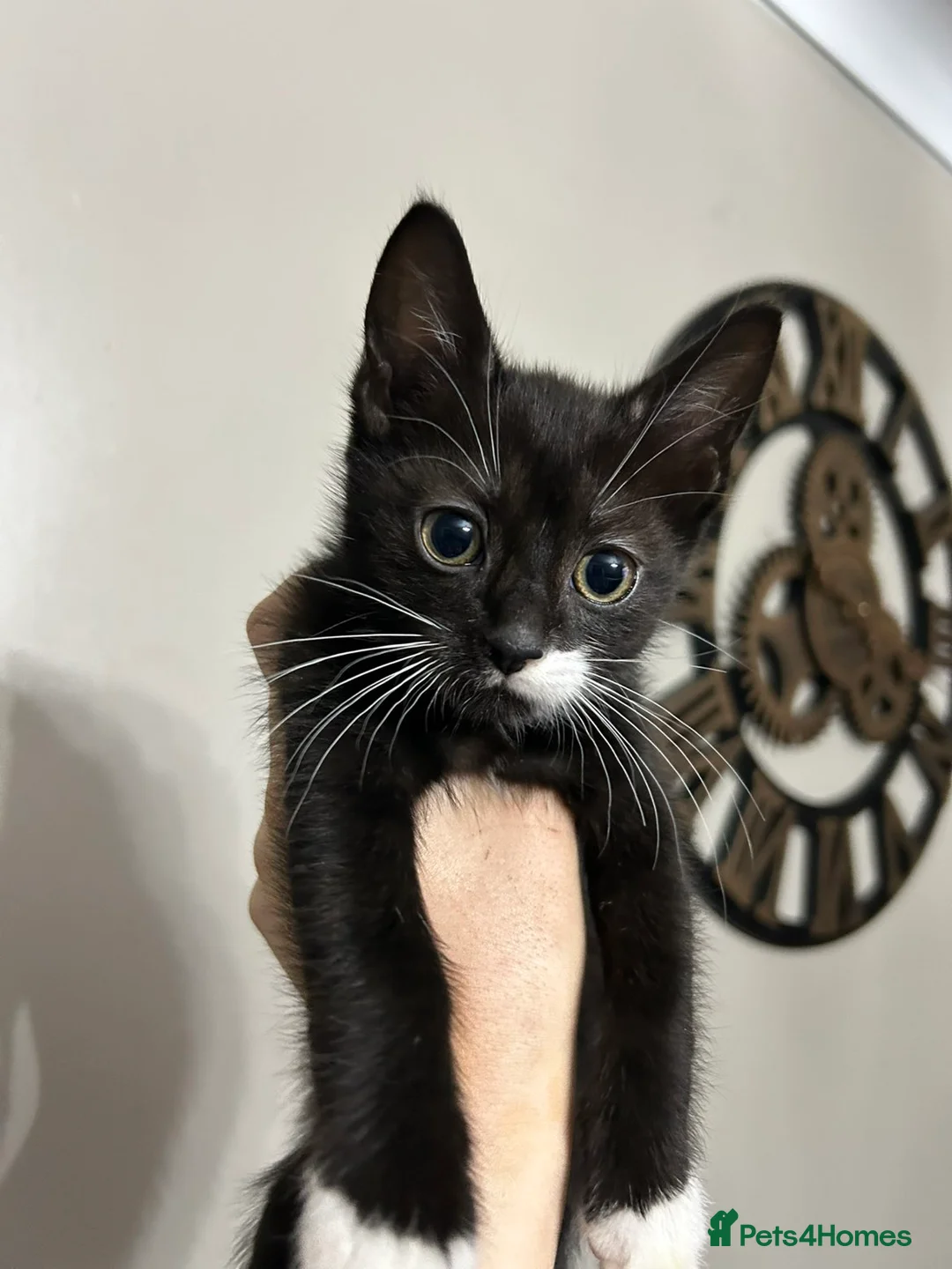 Mixed Breed cats for sale: 3 playful kittens  - Advert 2