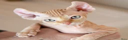 Sphynx cats for sale: Rare tabby champion Sphynx kittens  - Advert 4