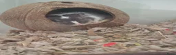 Gerbil rodents for sale: Male Gerbil/Gerbil(s) for sale - Advert 4