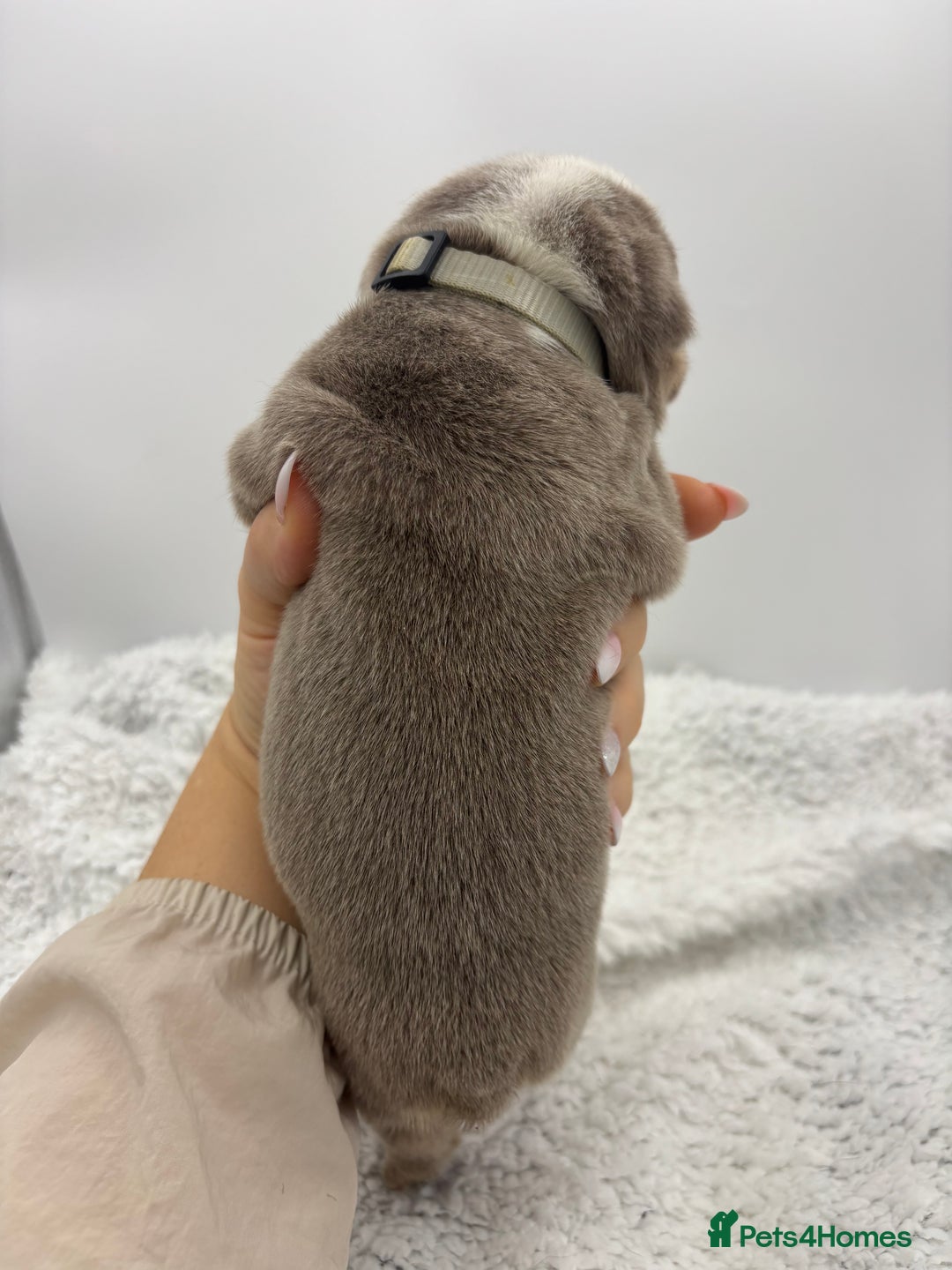 English Bulldog dogs for sale: 10 British Bulldog puppies 🐶  - Image 22