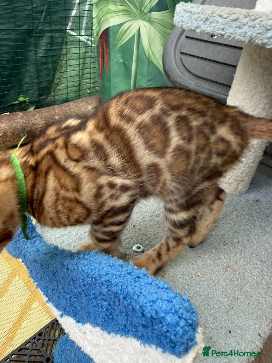 Bengal cats for sale: Beautiful 😻 Bengal Kittens ❤️ - Advert 2