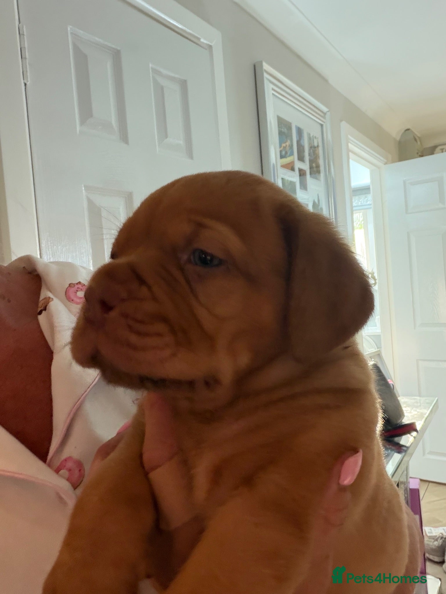 Dogue De Bordeaux dogs Stunning litter of dogue de Bordeaux - Advert 2