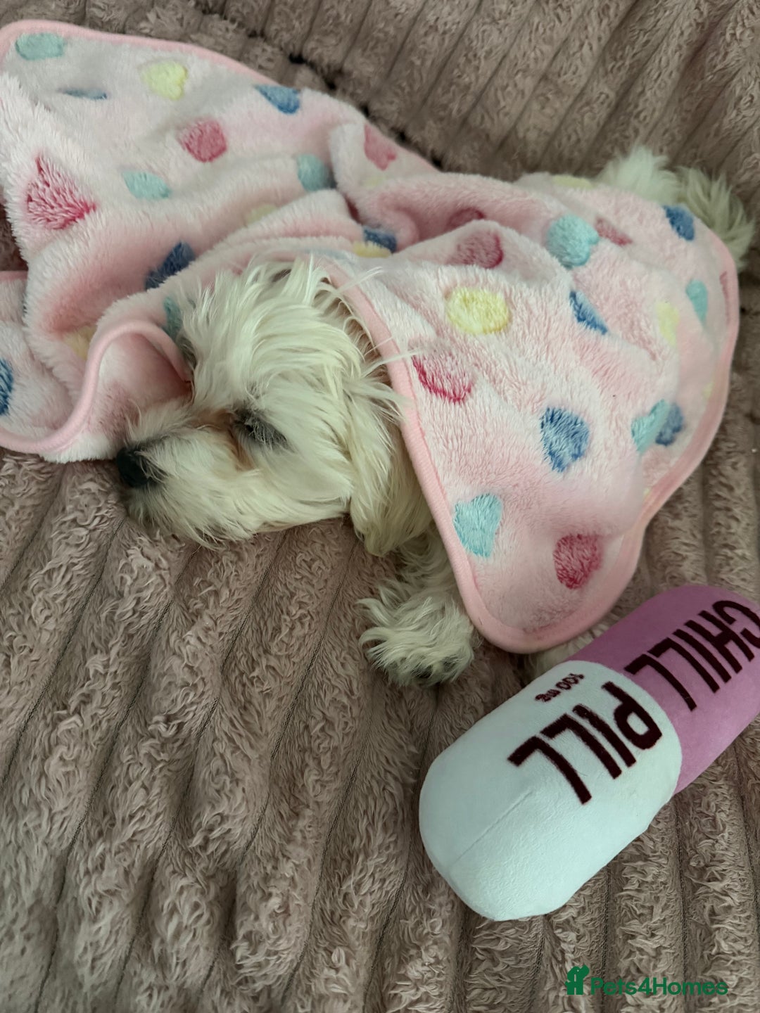 Maltese dogs for sale: Beautiful Maltese girl  - Advert 13