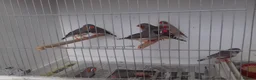Finches birds for sale: Australian zebra finch - Advert 3
