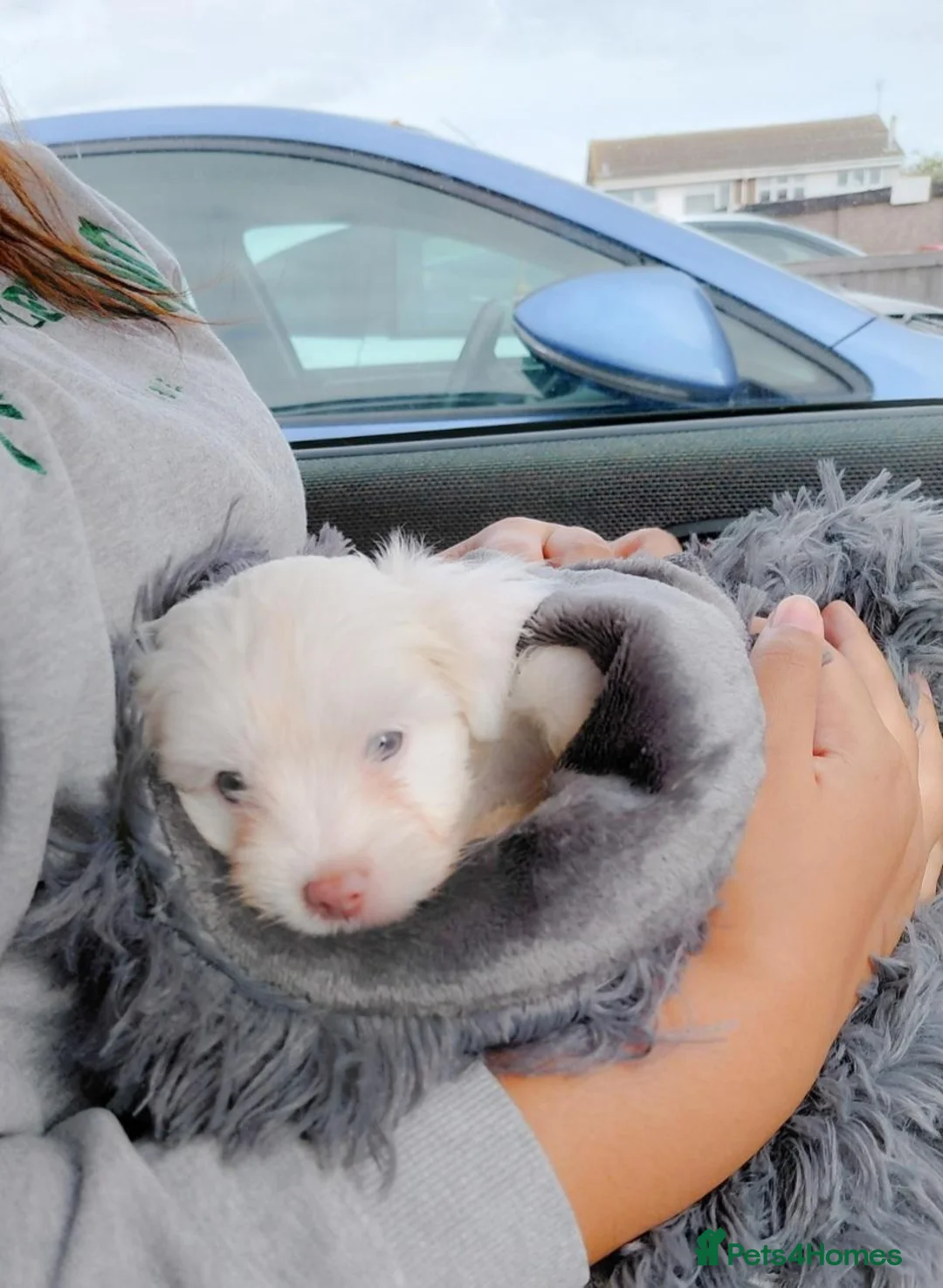 Mixed Breed dogs for sale: little poodle boy  - Advert 2