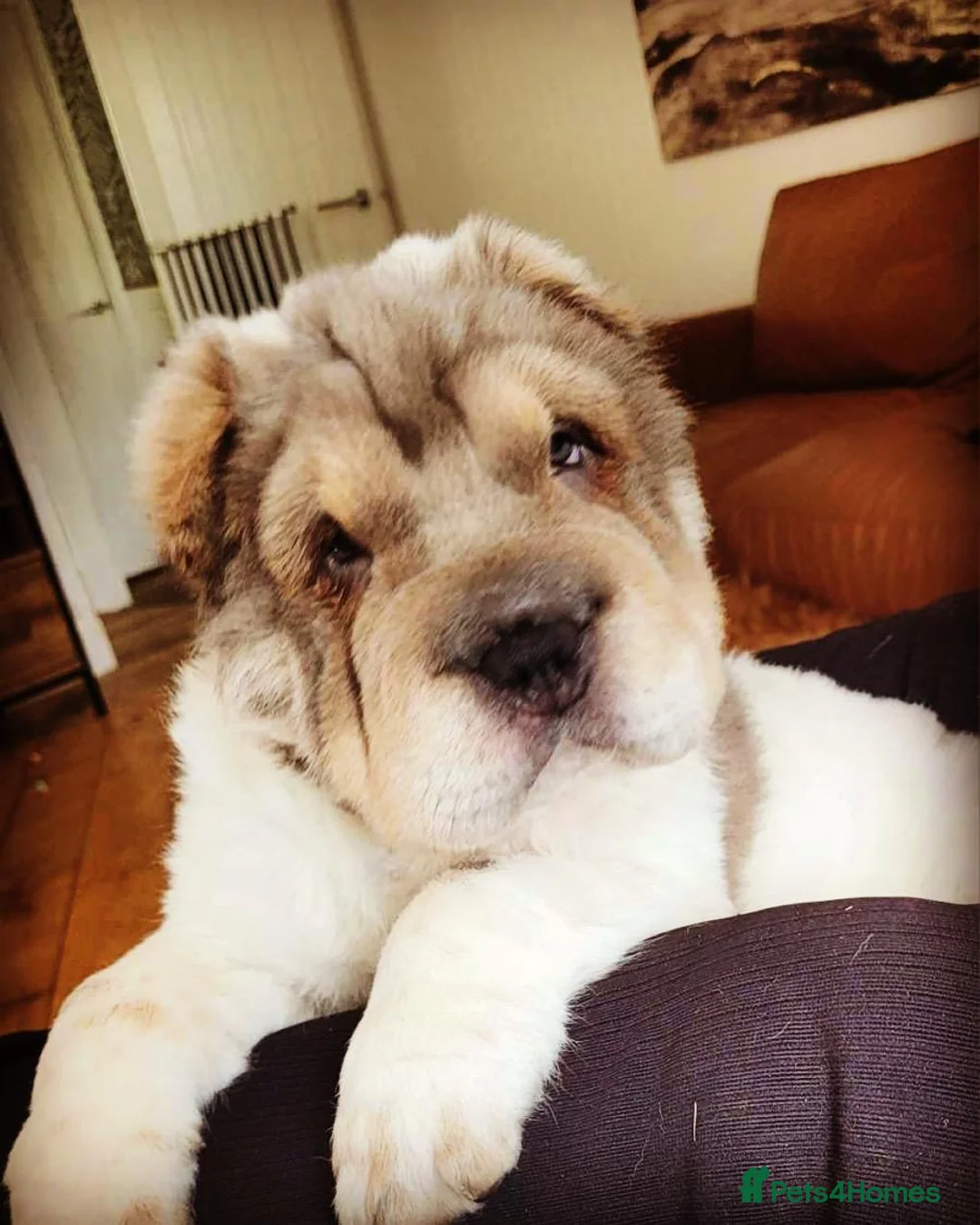 Shar Pei dogs for stud: Casanova - Tan pointed flower bear coat 🏆 - Advert 3