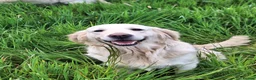 Mixed Breed dogs for sale: Dakota Sporting Retrievers.  health tested parents - Advert 8
