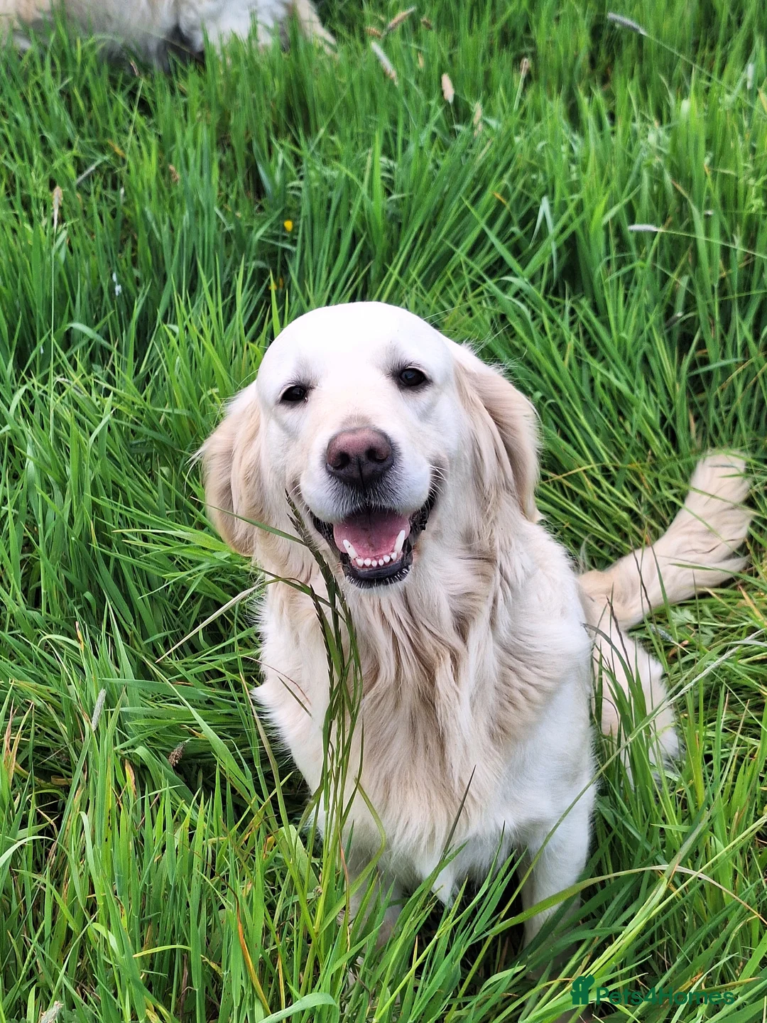 Mixed Breed dogs for sale: Dakota Sporting Retrievers.  health tested parents - Advert 8