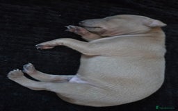 Italian Greyhound dogs for sale: KC regist. Beautiful Italian Greyhound  - Image 5