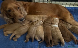 Mixed Breed dogs for sale: Australian Labradoodle puppies - Image 9