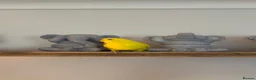 Budgerigars birds for sale: 2 beautiful happy budgies plus set up in Cheltenham - Advert 3