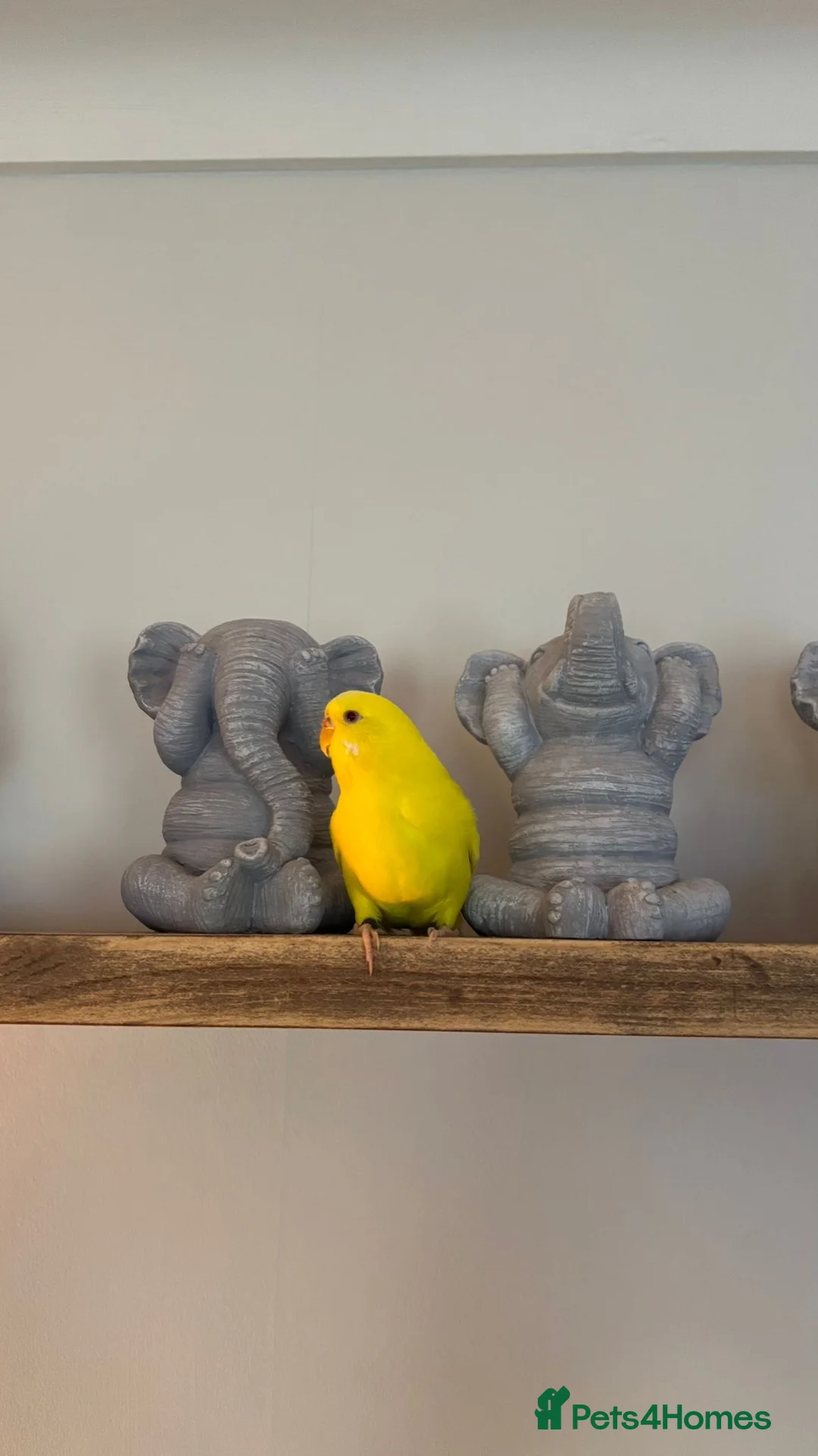Budgerigars birds for sale: 2 beautiful happy budgies plus set up in Cheltenham - Advert 3